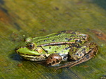FZ008214 Marsh frog (Pelophylax ridibundus) on plank.jpg